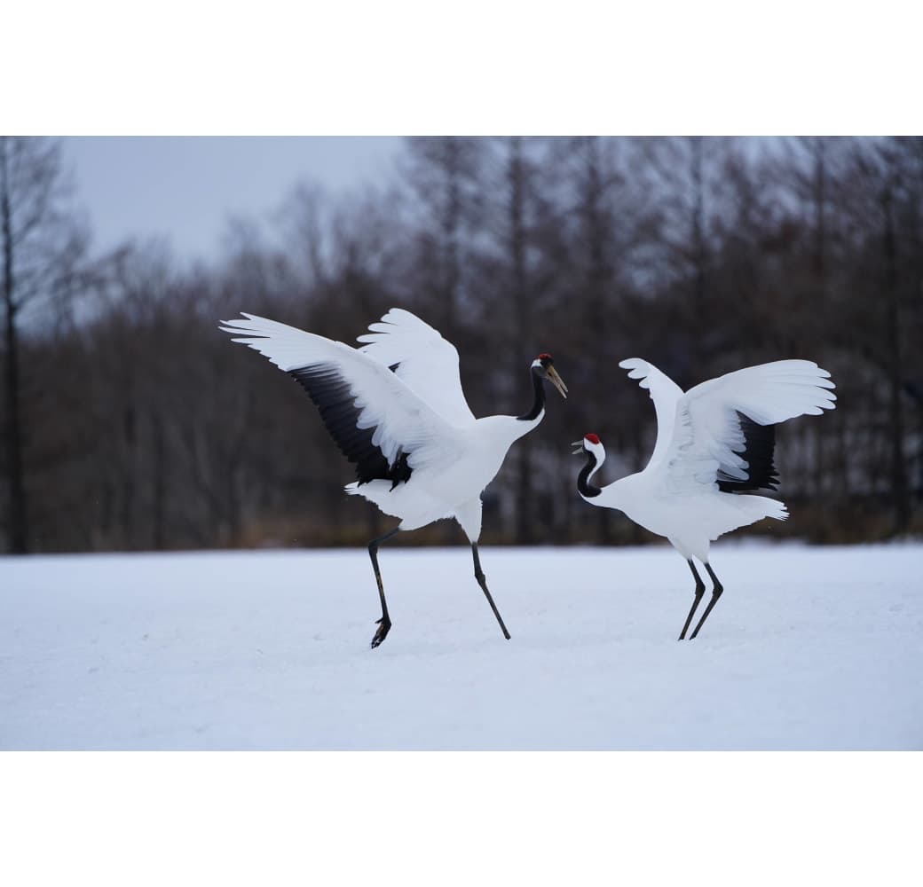 White Sony FE 100-400mm f/4.5-5.6 G-Master.3